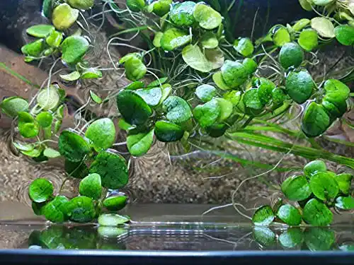 Froschbiss Sahawa Limnobium laevigatum – 15 Stück Aquariumpflanzen