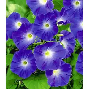 Kletterpflanze Baldur Garten Trichterwinde ‚Blue Hardy‘ 1 Pflanze