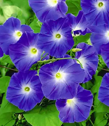 Kletterpflanze Baldur Garten Trichterwinde ‚Blue Hardy‘ 1 Pflanze