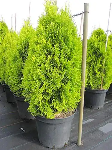 Thuja occidentalis Golden Smaragd – Lebensbaum aus Baumschule
