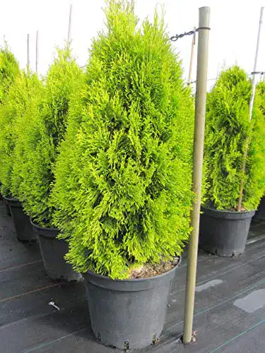 Thuja occidentalis Golden Smaragd – Lebensbaum aus Baumschule