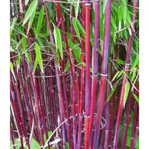 Bambus Pflanze Roter Bambus ‚Chinese Wonder‘ von Baldur Garten