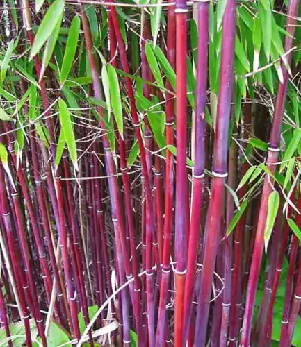 Bambus Pflanze Roter Bambus ‚Chinese Wonder‘ von Baldur Garten