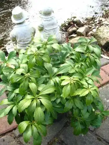 Ysander Pachysandra von Plantenwelt Wiesmoor für winterharte Gartenböden