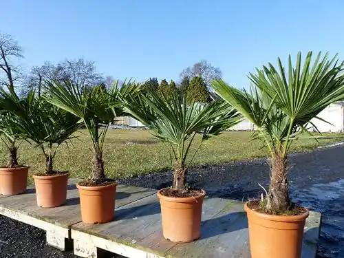 Hanfpalme Trachycarpus fortunei 80-100 cm winterhart