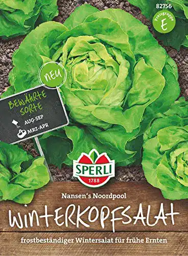 Kopfsalat Samen Winter-Butterkopfsalat von Sperli, frostbeständig