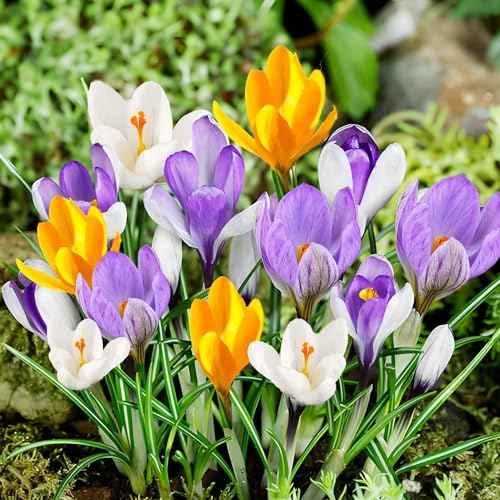 Krokuszwiebeln im Mix – Winterhart und mehrjährig für Garten und Topf