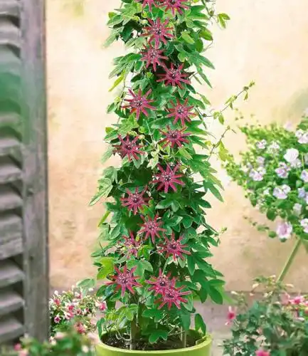 Winterharte Balkonpflanzen: Passionsblumen von BALDUR Garten