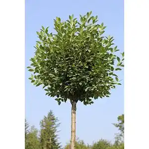 Kugelbaum Pflanzen Böring Kugelkirsche mit Stämmchen, 180-190 cm