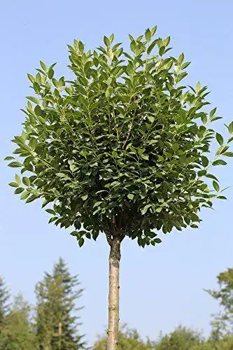 Kugelbaum Pflanzen Böring Kugelkirsche mit Stämmchen, 180-190 cm
