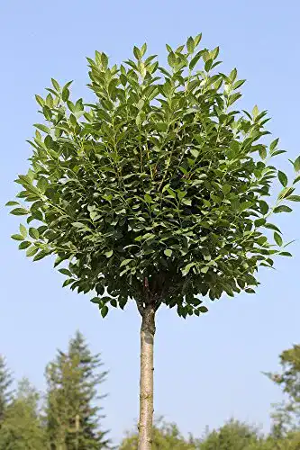 Kugelbaum Pflanzen Böring Kugelkirsche mit Stämmchen, 180-190 cm
