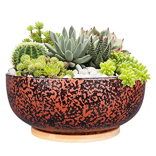 Sukkulenten-Schale Fivepot mit 25,4 cm Durchmesser