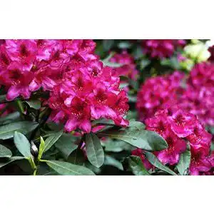 Rhododendron