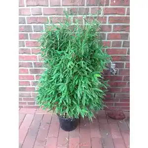 Fargesia Murielae Jumbo Bambus Pflanze – 120-130 cm hoch