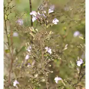 Bergminze Kleinblättrige Alba – Calamintha nepeta