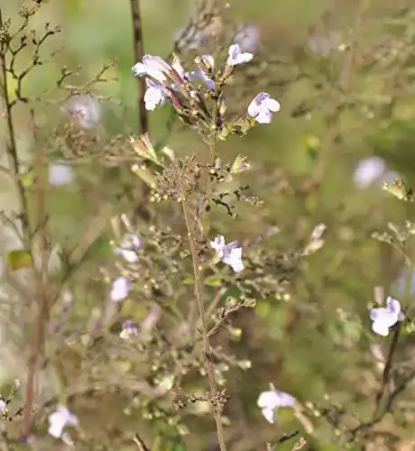 Bergminze Kleinblättrige Alba – Calamintha nepeta