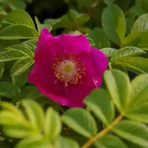 Kartoffelrose Wildrose Rosa rugosa – Pflegeleichte Pflanzenvielfalt