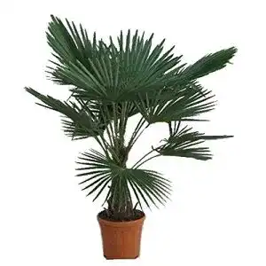 Winterharte Palmen – Hanfpalme Trachycarpus fortunei 130-150 cm