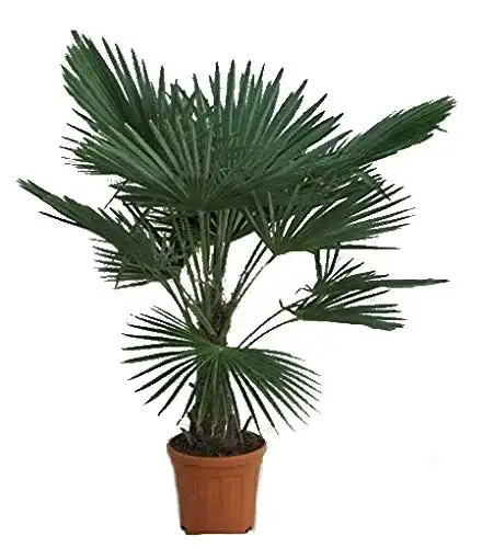 Winterharte Palmen – Hanfpalme Trachycarpus fortunei 130-150 cm