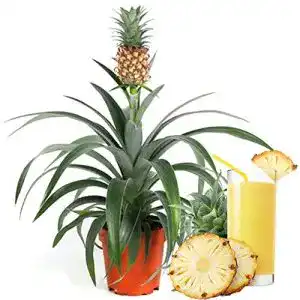 Ananas-Pflanze Ananas comosus Amigo für Innenräume