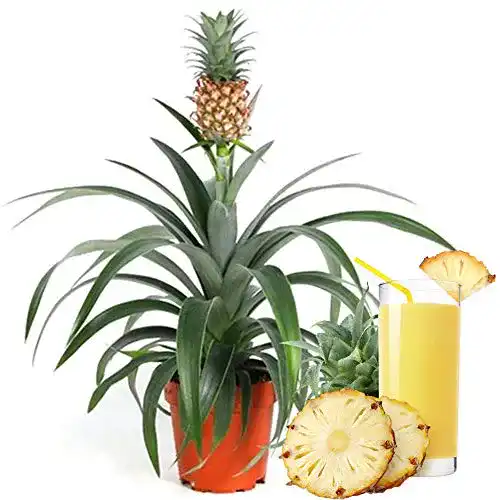 Ananas-Pflanze Ananas comosus Amigo für Innenräume