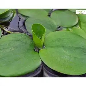 Froschbiss Garnelio Moose und Schwimmpflanzen für Teich und Aquarium