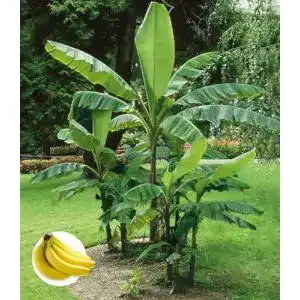 Bananenpflanze Baldur Garten winterharte Banane grün, Faserbanane Musa basjoo