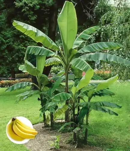 Bananenpflanze Baldur Garten winterharte Banane grün, Faserbanane Musa basjoo