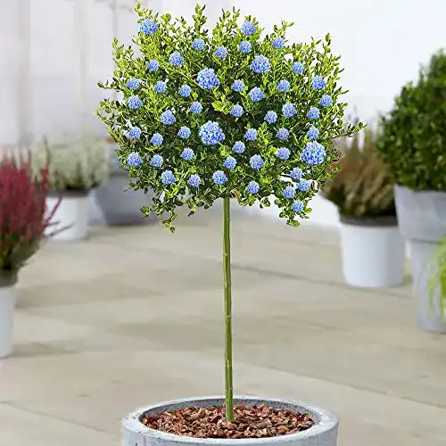 Winterharte Zierbäume Ceanothus Victoria für Garten und Balkon