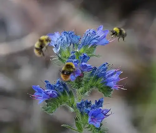 Natternkopf-Samen 200 Stück Echium vulgare für Bienen und Schmetterlinge