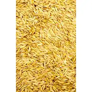 Futterhafer von FutterXL im 20 kg Sack für Nager und Pferde