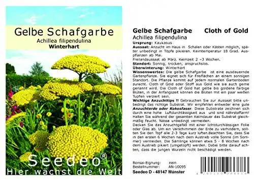 Samen der gelben Schafgarbe Cloth of Gold von Seedeo