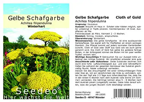 Samen der gelben Schafgarbe Cloth of Gold von Seedeo