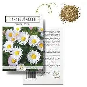 Gänseblümchen-Samen