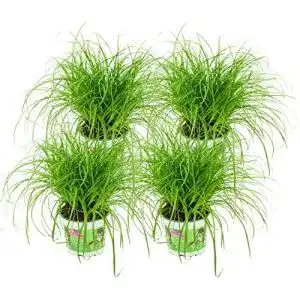 51svEjOl4LL. SL500 