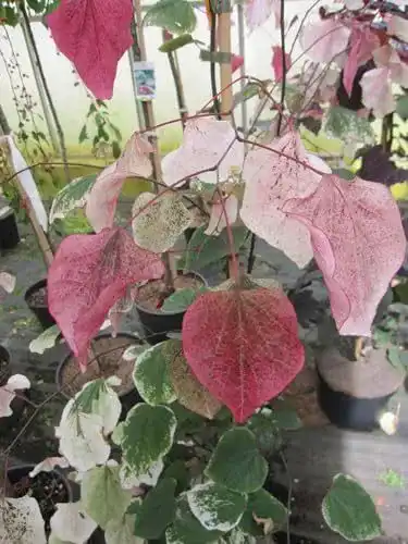 Judasbaum Baumschule Pflanzenvielfalt Cercis canadensis Carolina