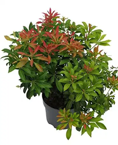Lavendelheide Pieris japonica ‚Passion‘ von Harro’s Pflanzenwelt