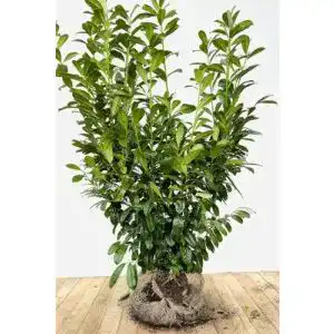 Kirschlorbeer Plantapro Prunus laurocerasus Novita 120-140 cm