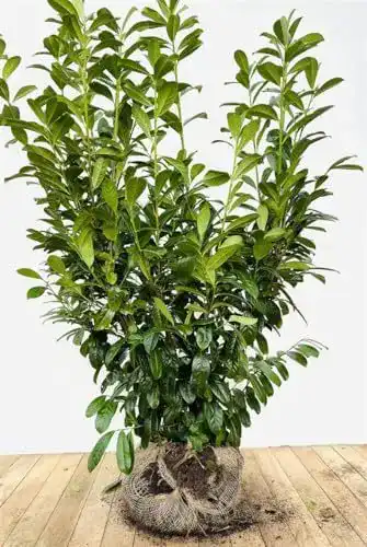 Kirschlorbeer Plantapro Prunus laurocerasus Novita 120-140 cm