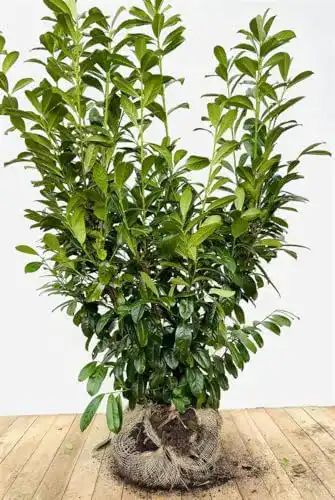 Kirschlorbeer Plantapro Prunus laurocerasus Novita 120-140 cm