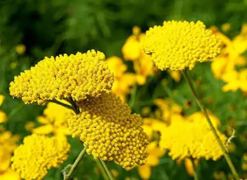 Schafgarbe Samen – Goldgarbe Farnblättrige (Achillea filipendulina)