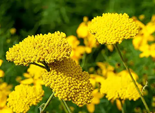 Schafgarbe Samen – Goldgarbe Farnblättrige (Achillea filipendulina)
