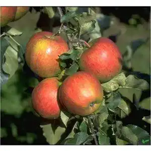 Apfelbaum Jonagold für Balkon und Terrasse – Obstbaum mit hoher Ernte