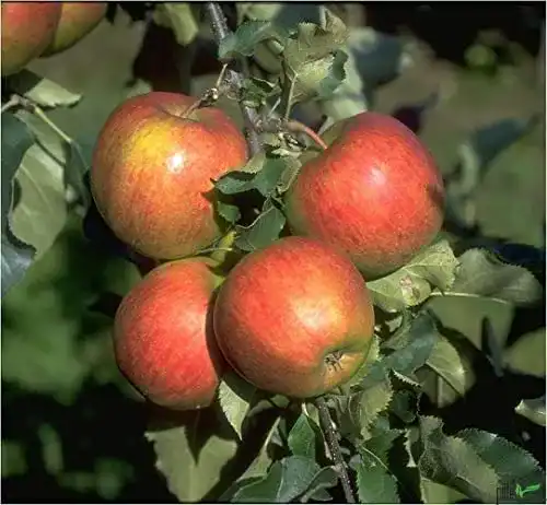 Apfelbaum Jonagold für Balkon und Terrasse – Obstbaum mit hoher Ernte