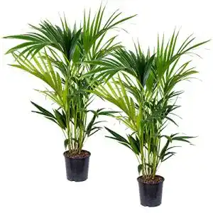 Kentia-Palme Bloomique 2er Set – Howea forsteriana – Pflegeleichte Zimmerpflanze