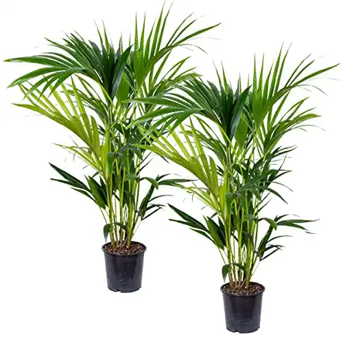 Kentia-Palme Bloomique 2er Set – Howea forsteriana – Pflegeleichte Zimmerpflanze
