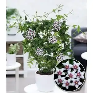 Wachsblume Hoya Bella – Exotische Zimmerpflanze für Innenräume