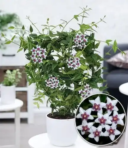 Wachsblume Hoya Bella – Exotische Zimmerpflanze für Innenräume