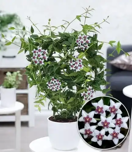 Wachsblume Hoya Bella – Exotische Zimmerpflanze für Innenräume
