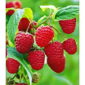 Himbeerstrauch Baldur Garten TwoTimer Sugana, 1 Pflanze